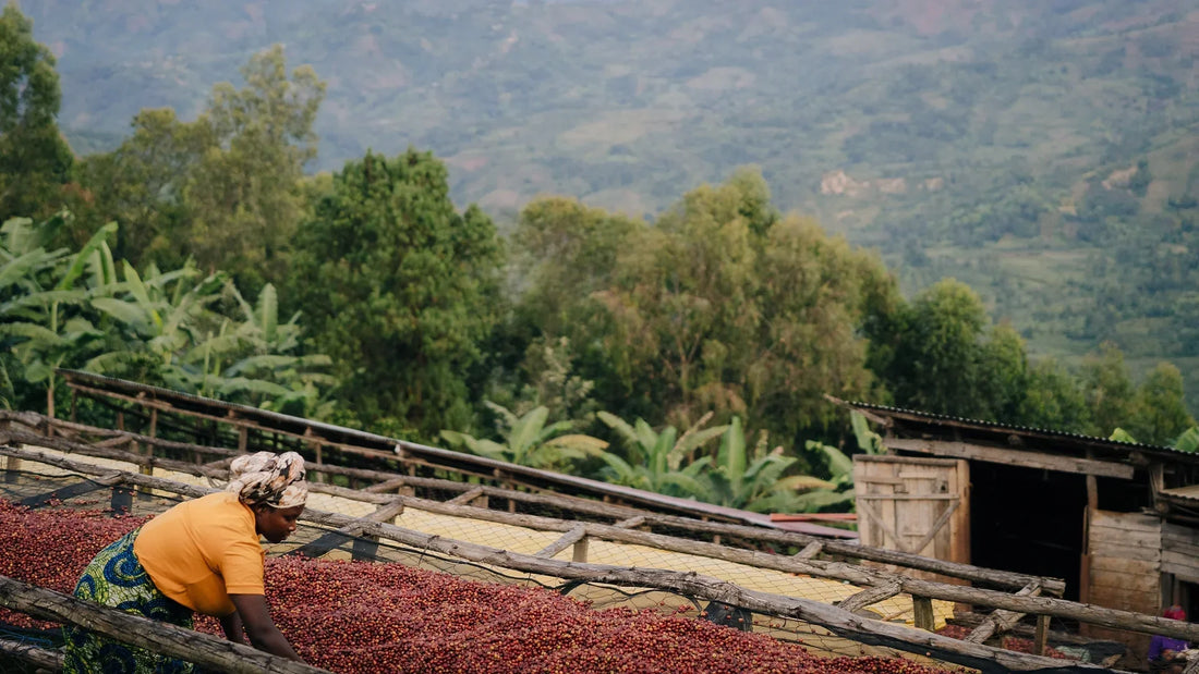 Istoria culturală a cafelei (Africa de Est)
